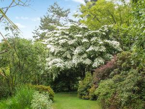 un jardín con un gran árbol con flores blancas en Garden Studio en St Austell
