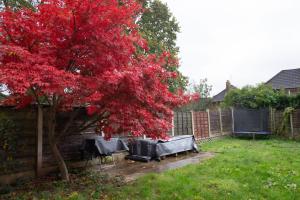 a tree with red leaves next to a fence at Happy staying in Wythenshawe