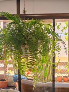 a plant in a pot sitting in a window at Casa Compartida Weyler in Santa Cruz de Tenerife