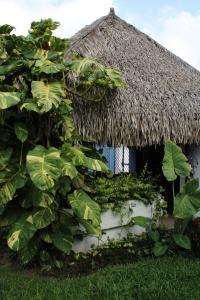 a building with a thatch roof and a plant at Bungalows Las Tortugas in Lo de Marcos