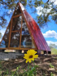 a yellow flower in front of a doghouse at Campestre Camp in Chignahuapan