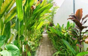 uma sala cheia de plantas verdes em Rendira villa 2 em Ubud