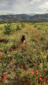 un perro corriendo por un campo de flores en Ferme Jnan Al Yassmine, en Taza