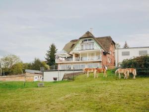 a group of horses standing in a field in front of a house at Reet am Rhein-Heuboden, Eröffnungsangebot in Boppard