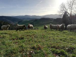 un troupeau de moutons debout sur une colline herbeuse dans l'établissement Hinterbauernhof Fewo Pferdeglück, à Stegen