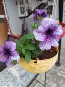 a hanging basket with purple flowers in it at Jheelam Homestay in Bhopal