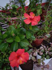 two red flowers in a group of potted plants at Jheelam Homestay in Bhopal