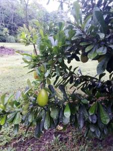 a tree with green fruit on it at Maison de campagne in Kourou