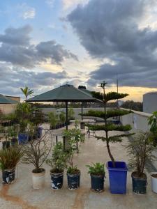 a group of potted plants and an umbrella at 1 Bdr apartment with pool in Nairobi