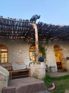 um pássaro empoleirado no topo de um edifício em Farm Villa with pets em Essaouira