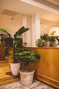 a group of potted plants sitting on a counter at Hotel Emeline in Charleston