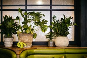 a group of potted plants sitting on a window sill at Hotel Emeline in Charleston