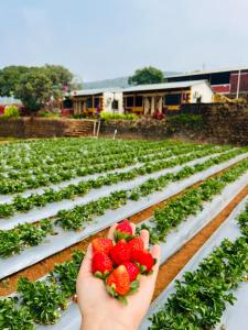 a person holding a bunch of strawberries in a field at Heavens Edge Resort in Mahabaleshwar
