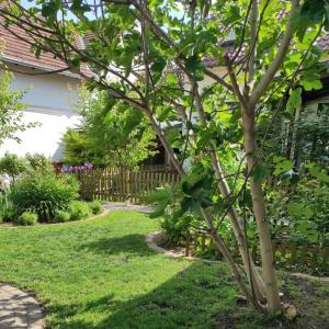 un árbol en el patio de una casa en Herbárium Vendégház - Zöld sziget a belvárosban, en Békéscsaba