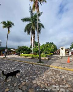 a black cat walking down a street with palm trees at Stella Hostel Copán in Copán Ruinas