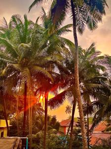 um grupo de palmeiras com um pôr-do-sol ao fundo em Mitra Homes - Mandrem em Mandrem