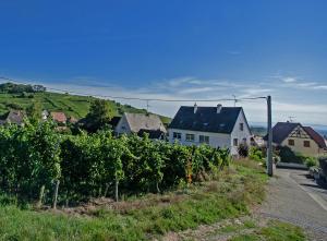 a village with a vineyard and a white house at Gite Les deux belettes in Riquewihr