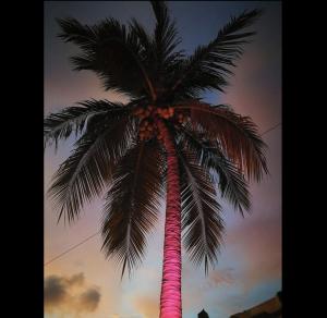 a palm tree with a pink wrapping around it at La Palmera Hostel in Puerto Escondido