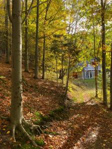 a forest of trees with a house in the background at Forest house in Targanice