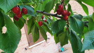 a branch of a tree with red cherries on it at La Casa delle Ciliegie in Assisi