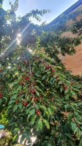 a tree with lots of red berries on it at La Casa delle Ciliegie in Assisi