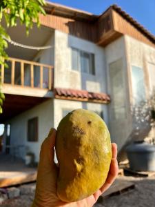 a hand holding a potato in front of a house at Cabaña en Pica con Jacuzzi privado in Pica