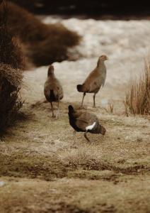 a group of birds standing around in the grass at The Eco Cabin Tasmania in Deloraine