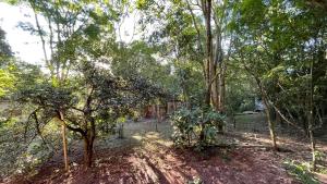 ein Wald aus Bäumen mit einem Haus im Hintergrund in der Unterkunft Casa Barranca del Mbocay in Puerto Iguazú + 9 Fotos