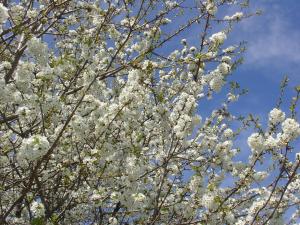 a tree full of white flowers on a blue sky at Agriturismo Girasole in Fai della Paganella