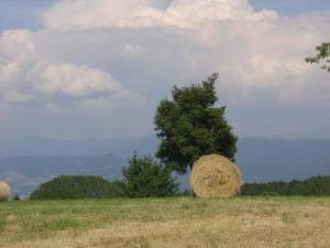 Kép Agriturismo Girasole szállásáról Fai della Paganellában a galériában