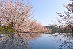 un reflejo de dos árboles en el agua en 吉野荘湯川屋 Yoshinosou Yukawaya, en Yoshino