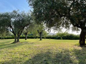 a group of trees in a field of grass at BeB La Nociaia in Tavullia +18 photos