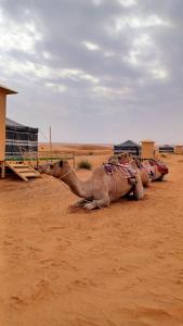 Badīyah的住宿－Sunrise Desert Local Private Camp，躺在沙漠地面上的骆驼