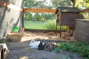 two dogs laying on the ground in a backyard at Spreewaldferienwohnungen Stein - Ferienhaus Greschow in Byhlen