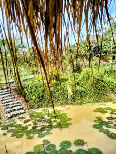 Banteay Srey Women's Only Traditional Spa and Homestay في كامبوت: شاطئ به مجموعه من النباتات في الماء