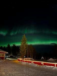 an aurora in the sky with a tree in the foreground at Ivalo River Camping in Ivalo