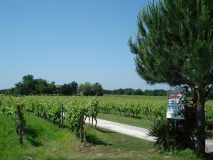 a road through a vineyard with a pine tree at La tour du guet in Arouille