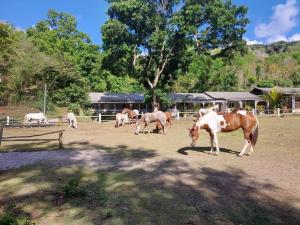 Majutusasutuse Ranch Black Horse külastajad