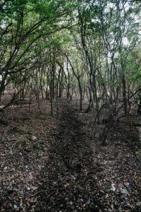 木屋周边自然景观