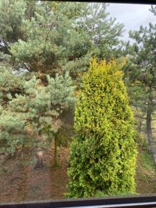 un grande cespuglio verde accanto a un albero di Homies Inn a Celiny