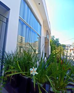 um edifício com plantas em frente a uma janela em Pousada Flor de Lis Homestay em Volta Redonda