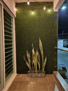 een plant in een pot voor een groene muur bij CAMSAL Balcon del Valle, Centrico, Comodo y Moderno in Aguascalientes