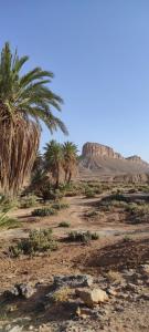 a desert with palm trees and a mountain at Auberge Sahara Iriki & Désert Tours in Foum Zguid