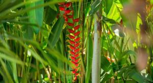 a red flower on a plant with green leaves at Villa Burung Gili Air Authentic 3-Bedroom Bamboo Villa with Private Pool in Gili Air