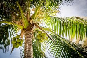 a palm tree with lots of green fruit on it at Villa Burung Gili Air Authentic 3-Bedroom Bamboo Villa with Private Pool in Gili Air