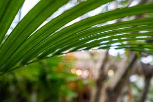 a close up of a green palm leaf at Villa Burung Gili Air Authentic 3-Bedroom Bamboo Villa with Private Pool in Gili Air