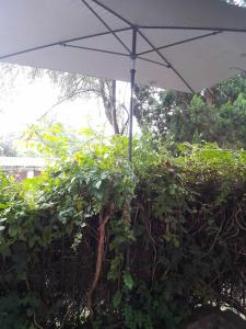 an umbrella sitting on top of a hedge at Hangulatos kis lakás a belvároshoz közel in Szeged