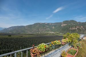 eine Reihe von Pflanzen auf einem Zaun auf einem Weinberg in der Unterkunft Andrian Residence in Andrian