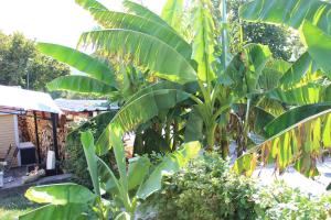 Ein Garten an der Unterkunft Rustikale Wohnung mit Garten
