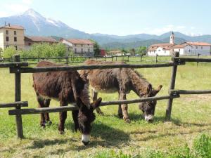 Állatok a vidéki vendégházban vagy a közelben